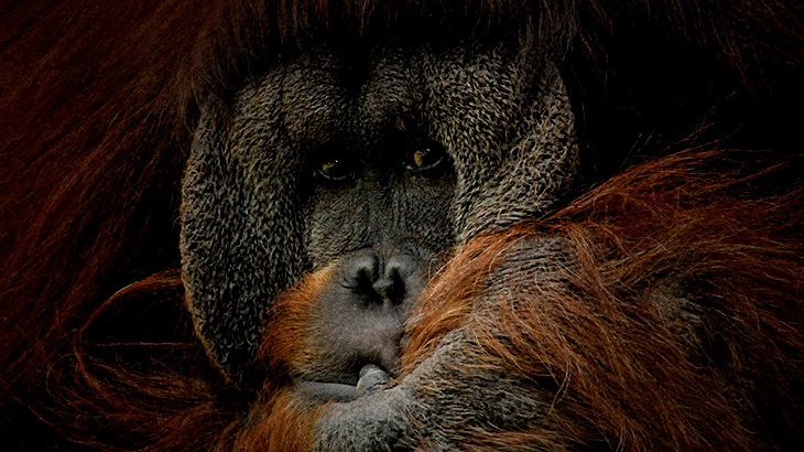 【ナニコレ】動物園のオランウータン、”飼育員の手” でオ●ニー。