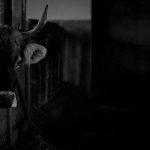 【閲覧注意】牛を銃で撃ちナイフでトドメを刺すグロ動画。