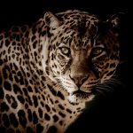 1匹のヒョウを殺すことが “どれほど難しいか” ご覧ください。