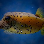 【捕食動画】「フグ」に「ムカデ」食べさせてみたグロ動画。