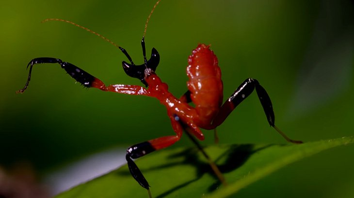 捕食動画 ハナカマキリ V S スパイダー その予想外すぎる展開 カルマニマ