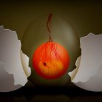 【閲覧注意】オスであるがゆえに “ミンチ” にされるヒヨコのグロ動画。