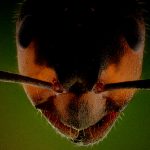 【衝撃映像】晴れた日に “芝生の上で” 横になった結果、とんでもないことに･･･。