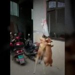 2匹の犬が噛み付く “その袋の中身” はなんと･･･。