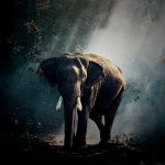【閲覧注意】ゾウに襲われたら人間は “ひとたまりもない” ･･･。