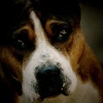 “ピットブルという犬” を捨ててはいけないその理由がコチラ･･･。