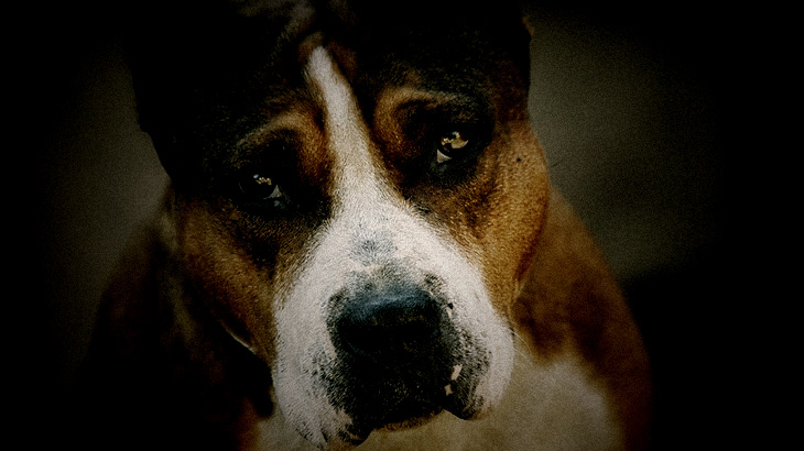 “ピットブルという犬” を捨ててはいけないその理由がコチラ･･･。