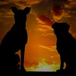 【閲覧注意】目の前で “相棒” を殺された犬の反応が･･･。