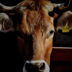 いらなくなったウシの処分方法、中国の場合 →