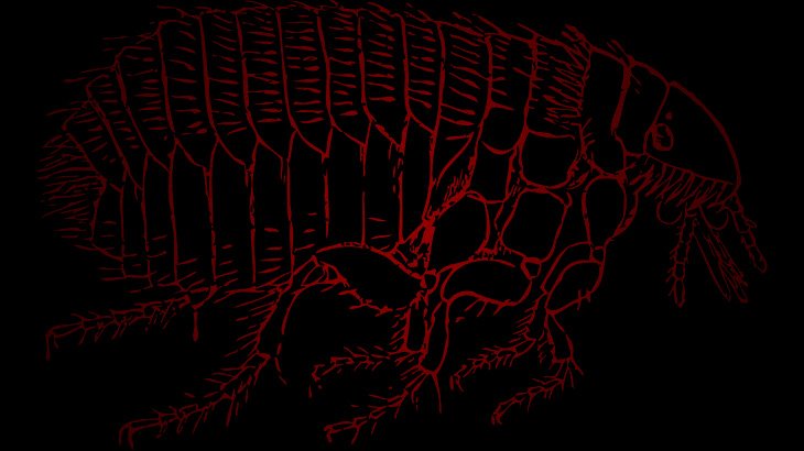 【閲覧注意】”この生き物” にだけは絶対に寄生されたくない･･･。