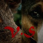 「イノシシ」と「ピットブル」を死ぬまで戦わせてみた結果･･･。