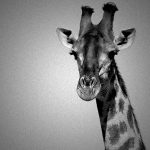 動物園のキリンさん、とんでもない死に方をしてしまう･･･。