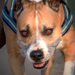 【閲覧注意】飼い猫、”近所の犬” に食い殺されてしまったグロ動画･･･。