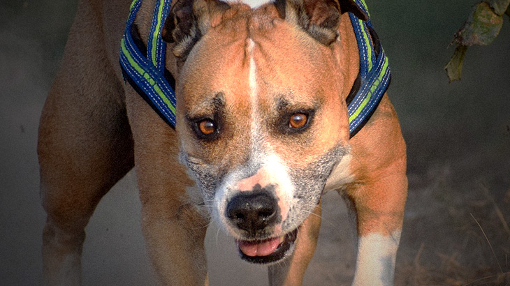 【閲覧注意】飼い猫、”近所の犬” に食い殺されてしまったグロ動画･･･。