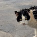 【閲覧注意】Youtubeに ?猫の死体動画? あがってるん?けど･･･。