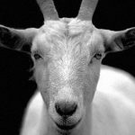 【閲覧注意】とある宗教の狂った儀式。”ヤギの首” を次々と斬首するグロ動画･･･。