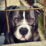 2匹のピットブルに “殺されてしまう子犬” 。この犬どうにかしないと･･･。