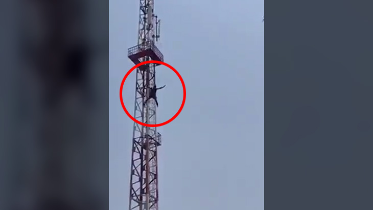 【閲覧注意】飛び降り自殺した “直後の人間の体” はこうなる。