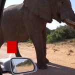 ゾウがオシッコする姿、ヤバイ･･･。