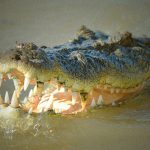 「ワニとか余裕で触れるし！」→ おもいっきり噛まれてしまう。