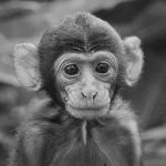 【衝撃映像】猿を使った動物実験、ヤバ過ぎる･･･。