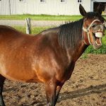 【中国】無免許で飲酒運転していたバイク、”馬に追突” される。