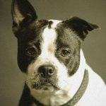 【閲覧注意】鬼畜すぎるだろ･･･中国人の “犬肉準備の様子” を撮影したグロ動画･･･。