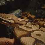 【閲覧注意】行方不明となった住民の家に “大きなヘビ” が･･･腹を裂いてみた結果･･･。