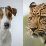 旅行会社「観光客のために犬をヒョウに襲わせるね♪」