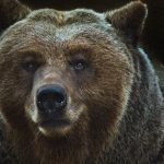 【閲覧注意】クマに襲われた “男の顔” がヤバイことになってしまったグロ動画･･･。