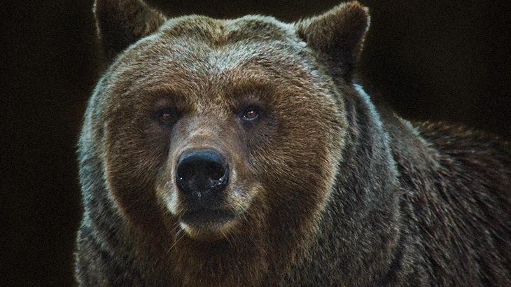 【閲覧注意】クマに襲われた “男の顔” がヤバイことになってしまったグロ動画･･･。