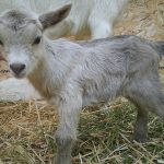 【衝撃映像】生まれたばかりの “ヤギの顔” が･･･。