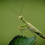 【衝撃映像】日本人の女さん、”変態すぎる動画” をアップして世界が驚愕･･･。