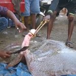 巨大な「エイ」はナイフで “こうやって” 捌いていく。