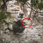 【閲覧注意】シリアの兵士、”手作り手榴弾” を弄っていた結果･･･。