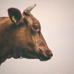 【閲覧注意】牛の首切断 →「イエーーーイ！」