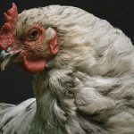 【狂気】エサの供給を止められたニワトリ、”共食い” を始める。