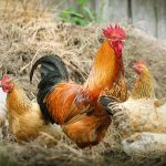 日に日に家畜のニワトリが減っていくので “罠をしかけた” 結果･･･。