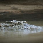 【衝撃映像】ワニに “食べられてしまう人間” のグロ動画が怖すぎる･･･。