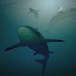 【捕食動画】釣り人「大きなサメ釣れた！引き上げよう！」→ 次の瞬間･･･。