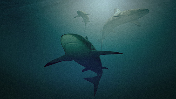 【捕食動画】釣り人「大きなサメ釣れた！引き上げよう！」→ 次の瞬間･･･。