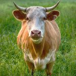 【衝撃映像】ウシの “デキモノ” 、人間の比じゃなかった･･･。