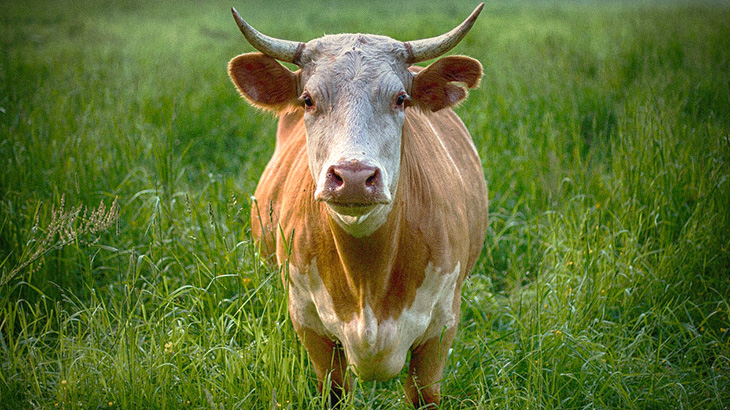 【衝撃映像】ウシの “デキモノ” 、人間の比じゃなかった･･･。