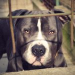 人間は “1匹の犬に襲われる” だけでひとたまりもない。