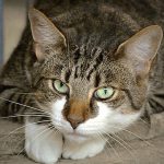 【捕食動画】猫が “何かを美味しそうに” 食べてる → 近づいてみるとソレは･･･。