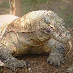 【捕食動画】オオトカゲが “亀を食べる姿” をご覧ください。