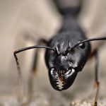 【ゾワゾワ注意】アリの大群 v.s アリの大群、何がなんだか分からない･･･。