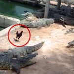 【捕食動画】ニワトリ「ワニとか動き遅いし余裕やろ！」→ ワニ「ガブー♪」