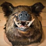 【閲覧注意】イノシシに襲われることが “どれほど危険か” ご覧ください。