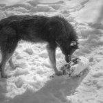 野良犬を “意図的に轢き殺す” 悪質ドライバーが撮影される。